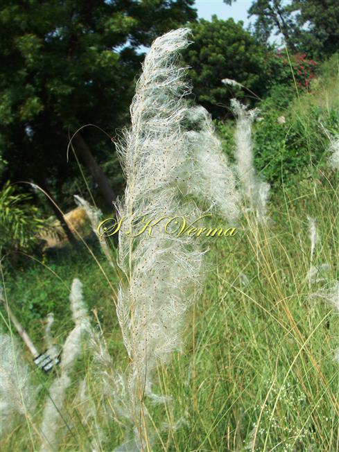  Dispersal of mature spikelets